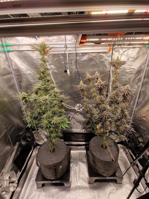 Jelly Donutz - Humboldt Seed Company. Week 13