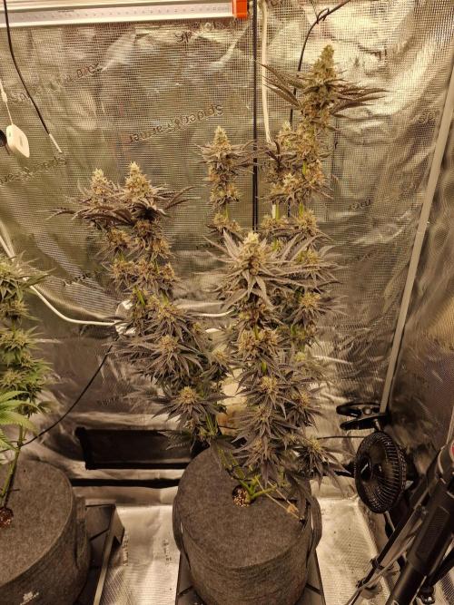 Jelly Donutz - Humboldt Seed Company. Week 13