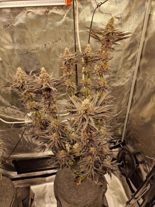 Jelly Donutz - Humboldt Seed Company. Week 13