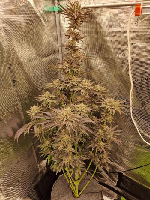 Chicken n’ Wafflez by Humboldt (HSC). Week 12