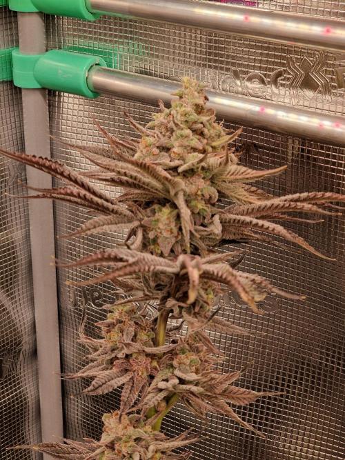 Chicken n’ Wafflez by Humboldt (HSC). Week 12