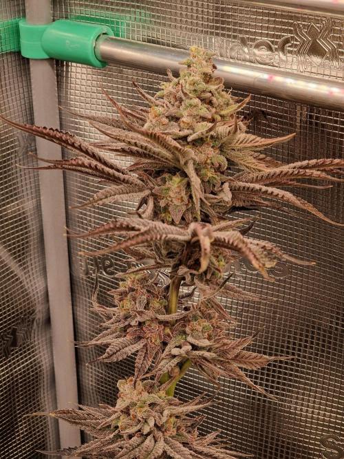 Chicken n’ Wafflez by Humboldt (HSC). Week 12