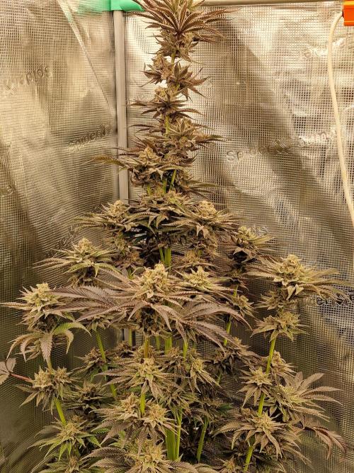 Chicken n’ Wafflez by Humboldt (HSC). Week 12