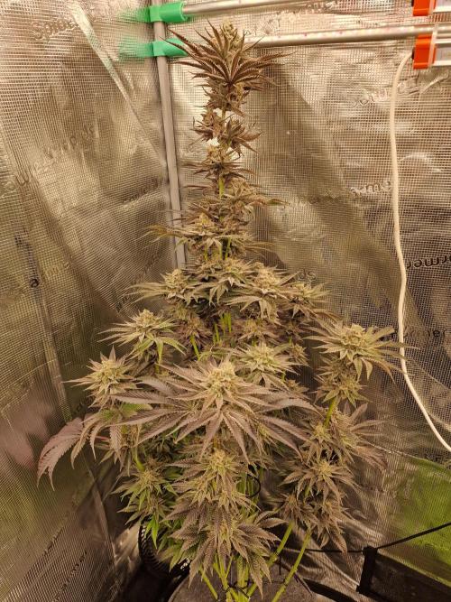 Chicken n’ Wafflez by Humboldt (HSC). Week 12