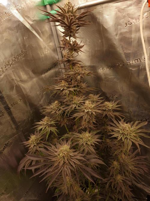 Chicken n’ Wafflez by Humboldt (HSC). Week 12