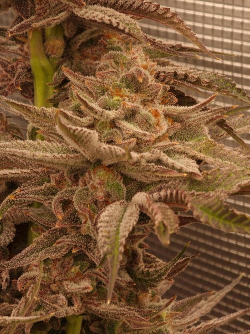 Chicken n’ Wafflez by Humboldt (HSC). Week 12