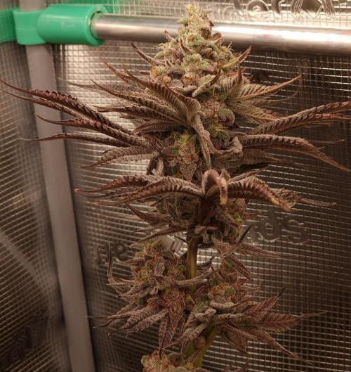 Chicken n’ Wafflez by Humboldt (HSC). Week 13