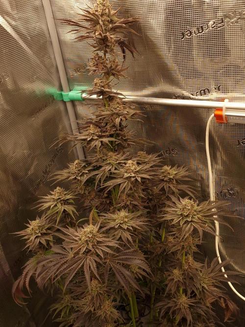 Chicken n’ Wafflez by Humboldt (HSC). Week 13