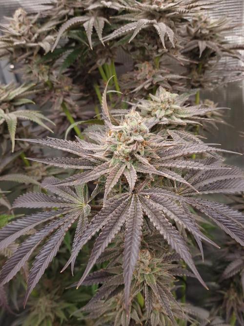 Chicken n’ Wafflez by Humboldt (HSC). Week 13