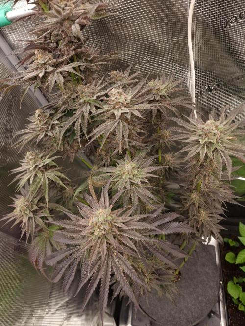 Chicken n’ Wafflez by Humboldt (HSC). Week 13