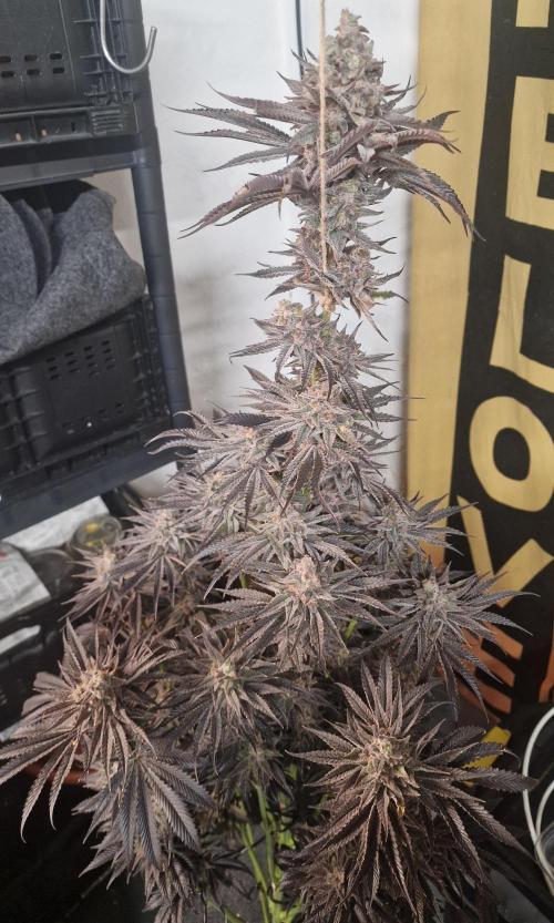 Chicken n’ Wafflez by Humboldt (HSC). Week 13