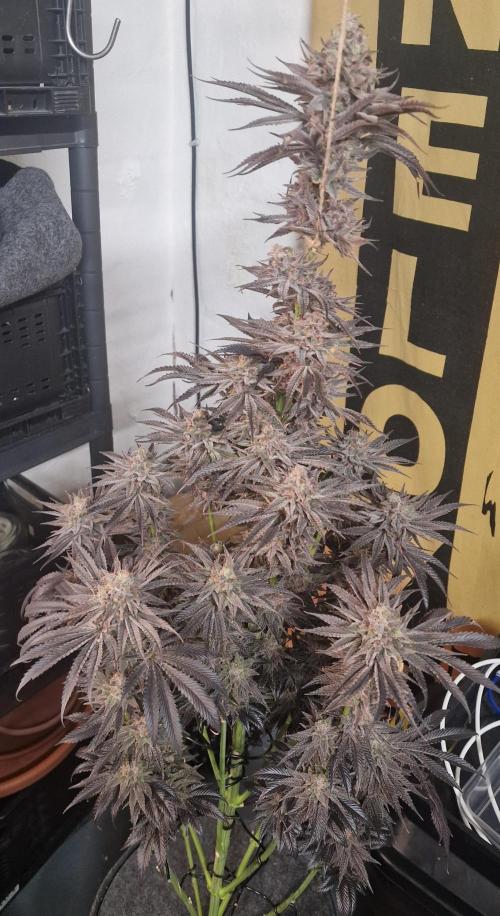 Chicken n’ Wafflez by Humboldt (HSC). Week 13