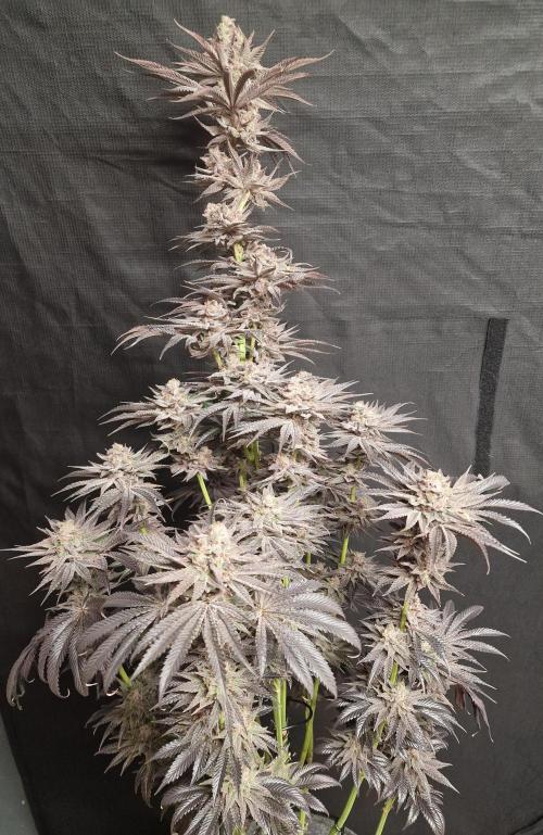 Chicken n’ Wafflez by Humboldt (HSC). Week 13