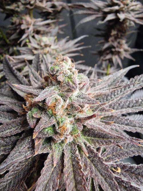 Chicken n’ Wafflez by Humboldt (HSC). Week 13