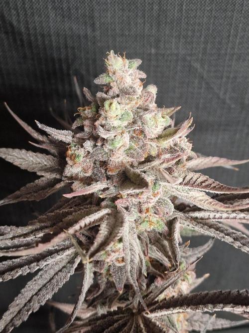 Chicken n’ Wafflez by Humboldt (HSC). Week 13