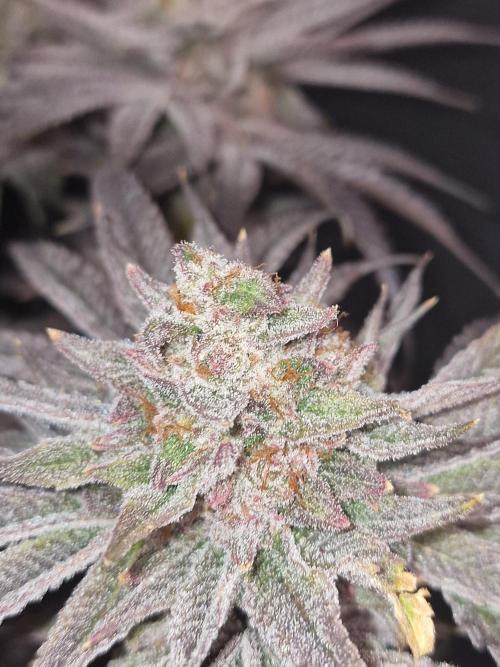 Chicken n’ Wafflez by Humboldt (HSC). Week 13