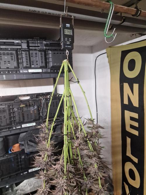 Chicken n’ Wafflez by Humboldt (HSC). Week 13