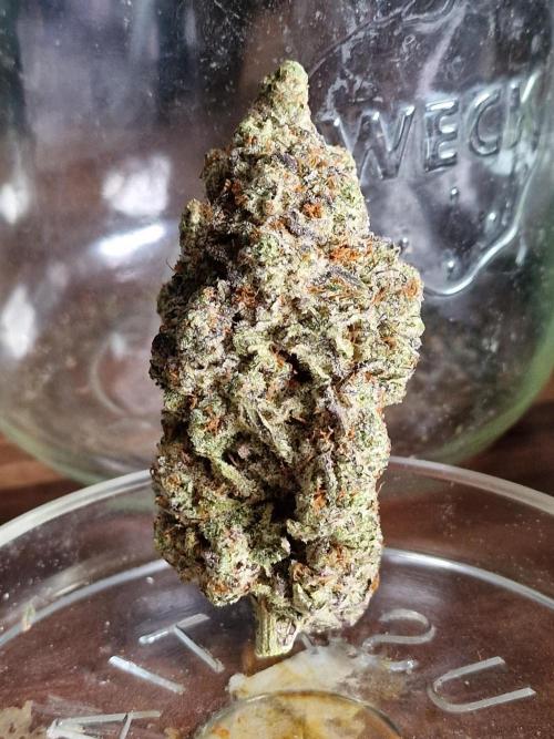 Chicken n’ Wafflez by Humboldt (HSC). Week 13