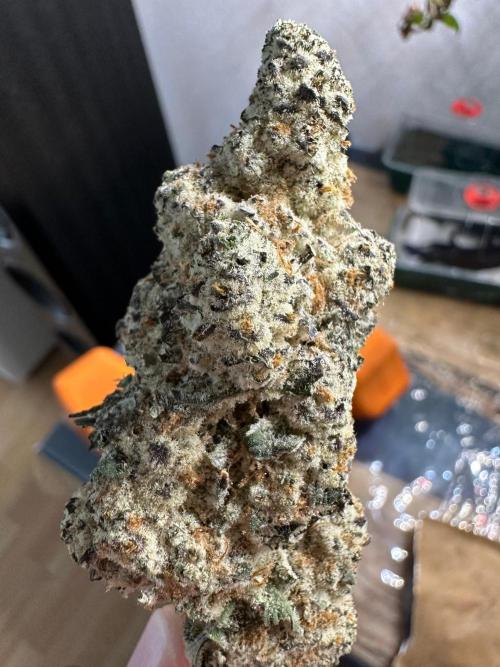 Chicken n’ Wafflez by Humboldt (HSC). Week 13