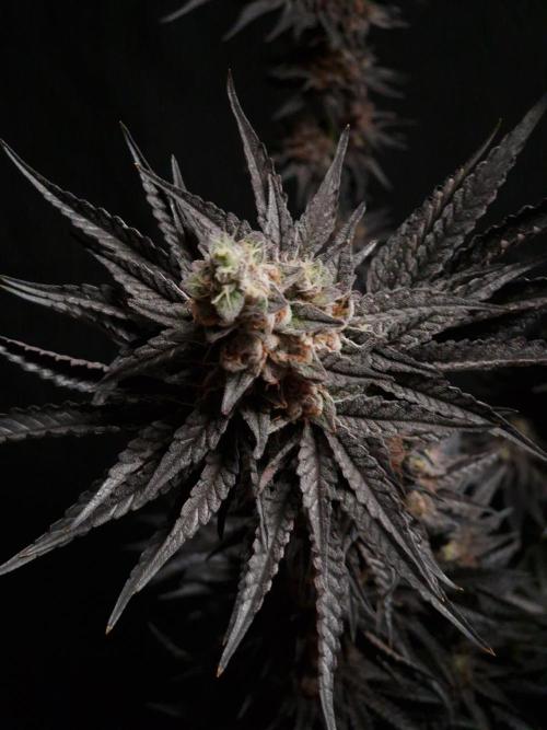Jelly Donutz - Humboldt Seed Company. Week 14