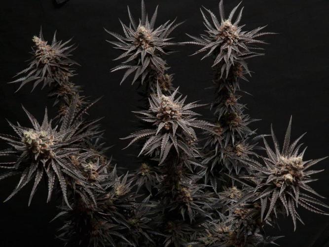 Jelly Donutz - Humboldt Seed Company. Week 14