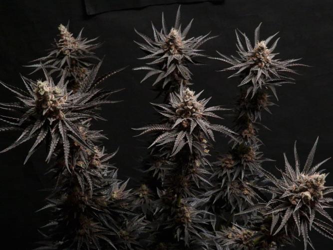 Jelly Donutz - Humboldt Seed Company. Week 14
