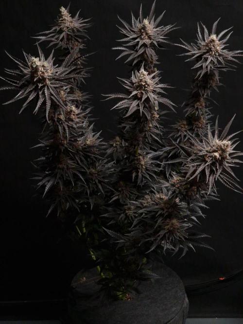 Jelly Donutz - Humboldt Seed Company. Week 14
