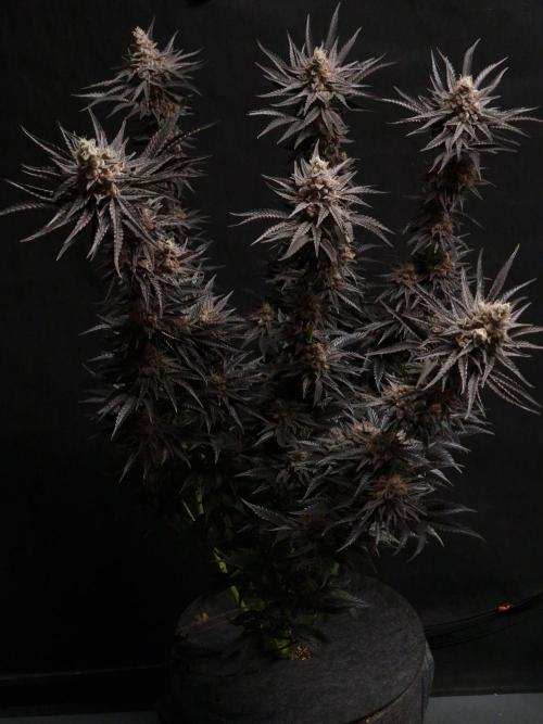 Jelly Donutz - Humboldt Seed Company. Week 14