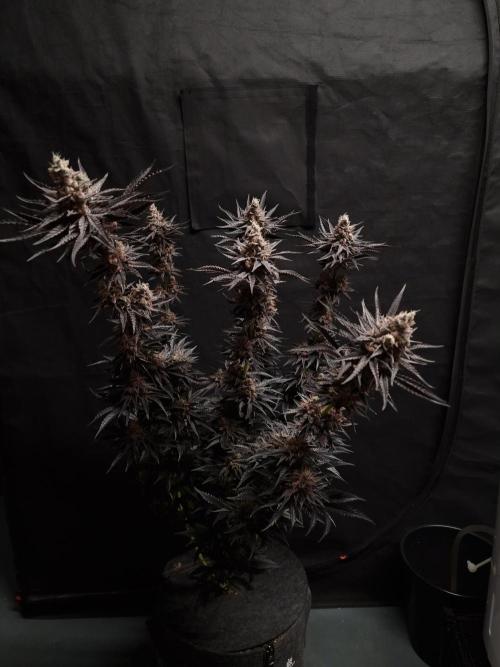 Jelly Donutz - Humboldt Seed Company. Week 14