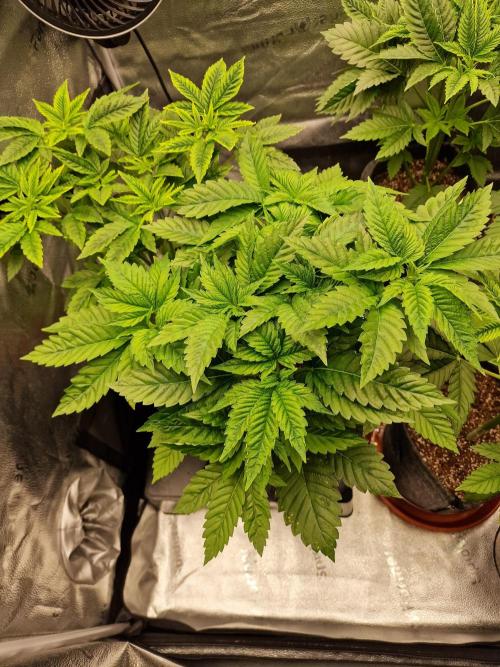 Candy Hustle by HSC. Week 5