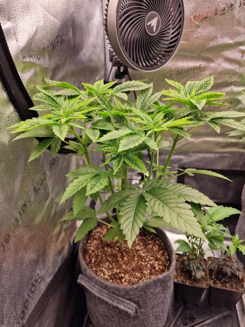 Candy Hustle by HSC. Week 5