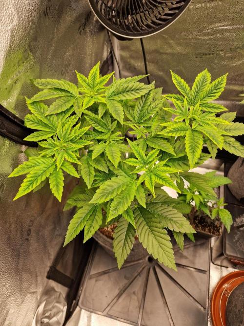 Candy Hustle by HSC. Week 5