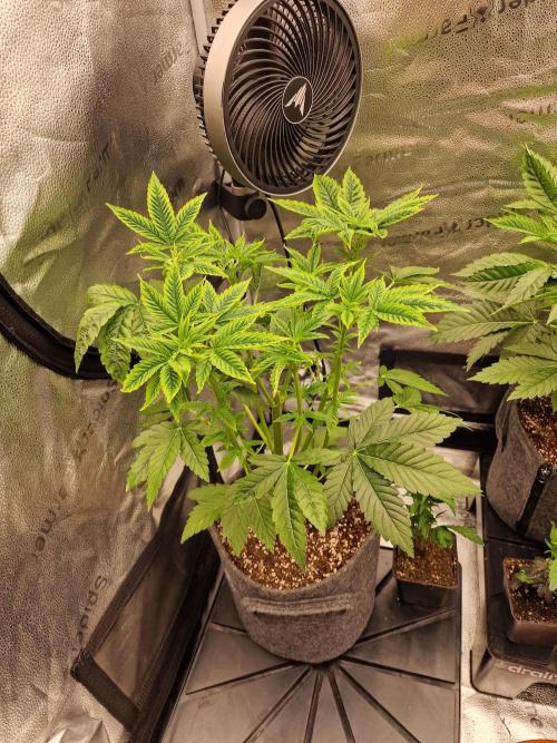 Candy Hustle by HSC. Week 5