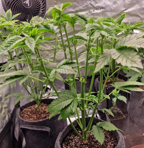Candy Hustle by HSC. Week 5