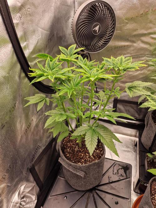 Candy Hustle by HSC. Week 5