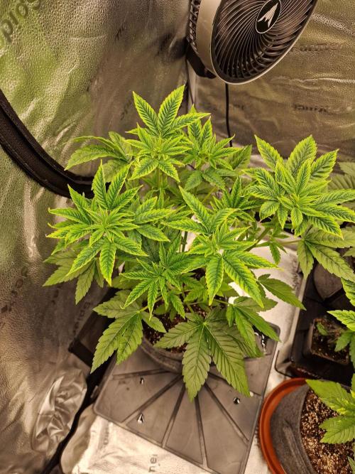 Candy Hustle by HSC. Week 5