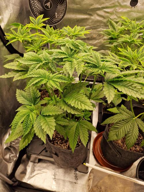 Candy Hustle by HSC. Week 5