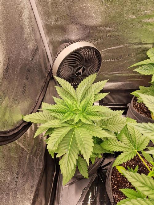 Nutter Budder (free gift) by HSC. Week 4