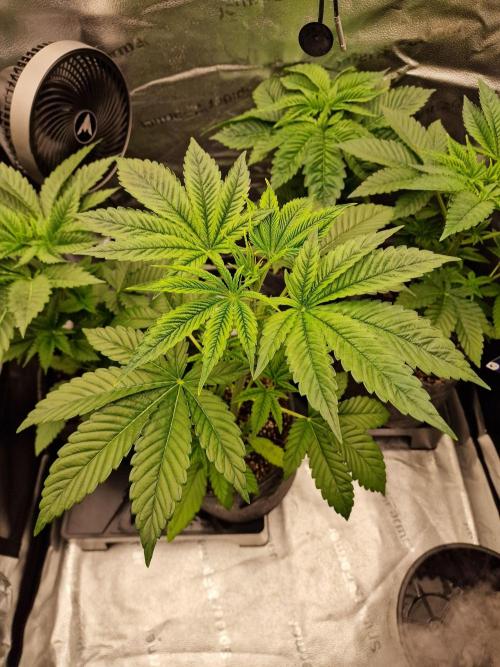 Mango sherbert by HSC. Week 4