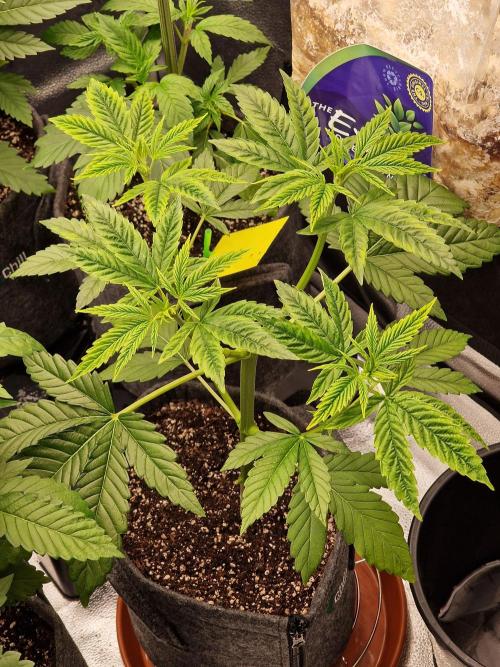 Mango sherbert by HSC. Week 4