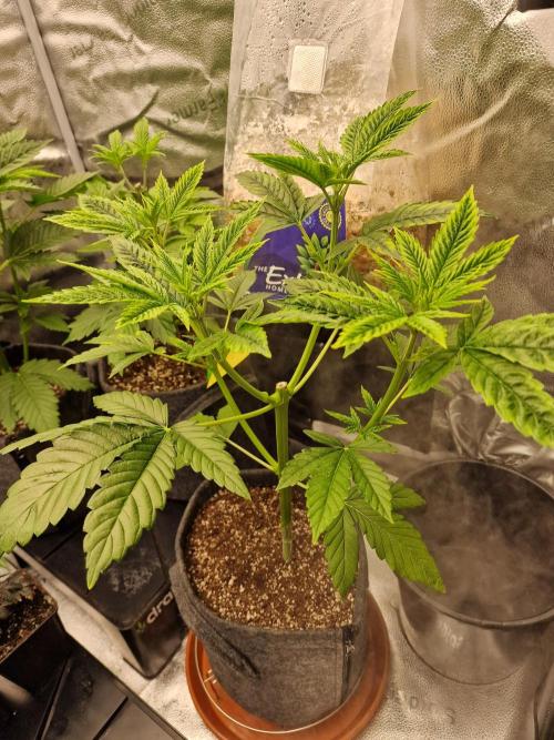 Mango sherbert by HSC. Week 4