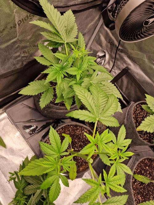 Chicken n’ Wafflez by Humboldt (HSC) #2. Week 4