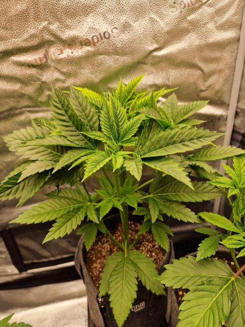 Chicken n’ Wafflez by Humboldt (HSC) #2. Week 4