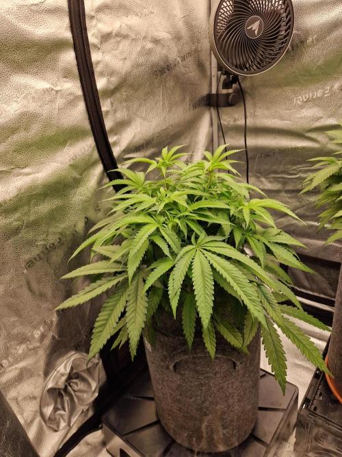 California Octane by HSC. Week 9