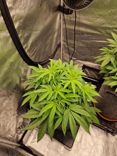 California Octane by HSC. Week 9