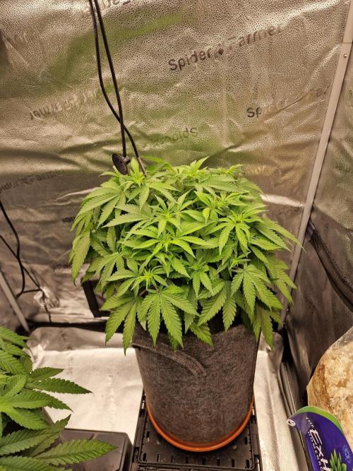 California Octane by HSC. Week 9