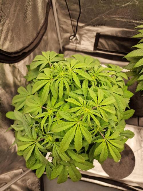 California Octane by HSC. Week 9