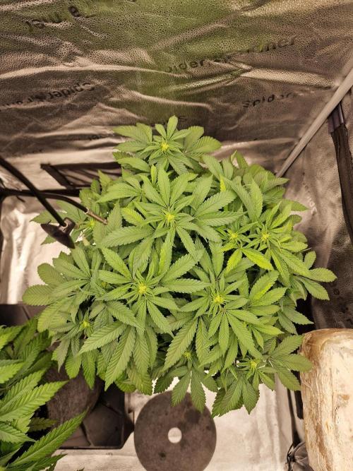 California Octane by HSC. Week 9