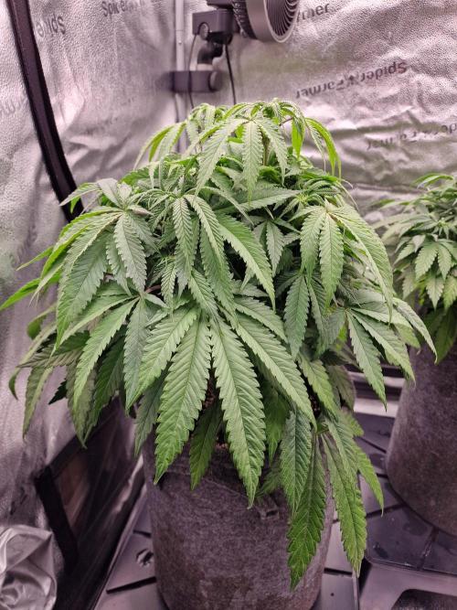 California Octane by HSC. Week 9