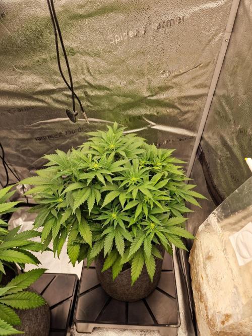 California Octane by HSC. Week 9
